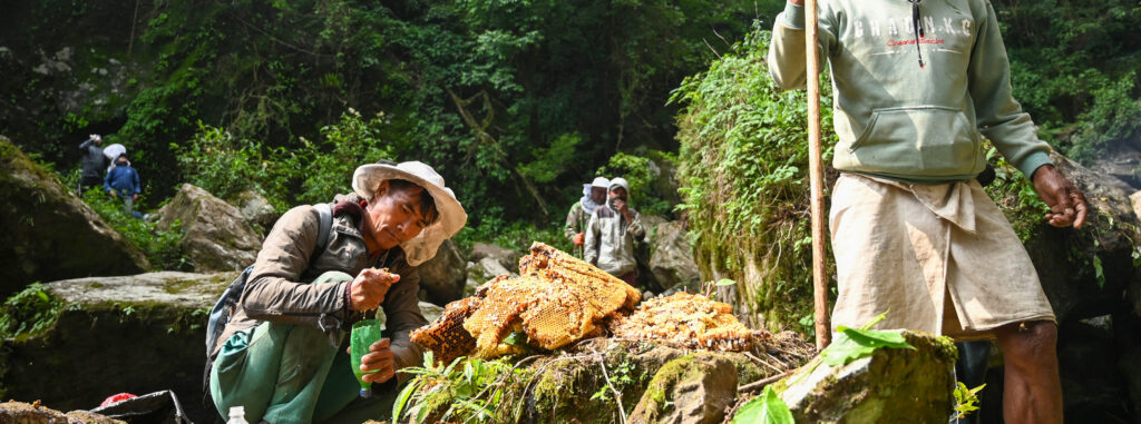 Group of people in a dense forest surrounding a large honeycomb on rocks as one man cuts honey while others observe nearby.