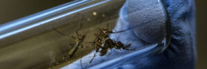 Close-up of a spider inside a glass vial being held by a gloved hand in a lab setting