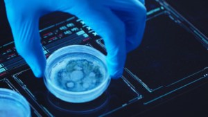 Gloved hand lifting a petri dish with mold growth on agar in a laboratory setting