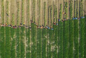 Aerial view of farm workers harvesting crops along long, parallel rows with a dirt path running through the fields.